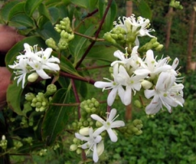 Heptacodium jasminoides